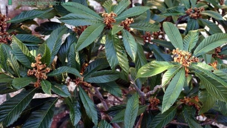 Cây Sơn trà Nhật Bản. Eriobotrya japonica - Cây Thuốc Nam Quanh Ta